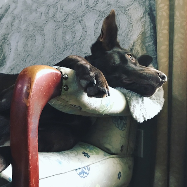 Image of my big galoot dog trying to fit sideways in our rocking chair.