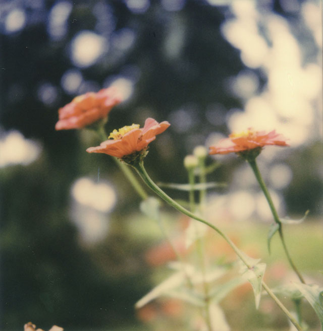 A polaroid taken of Zinnias in my backyard garden in the evening.