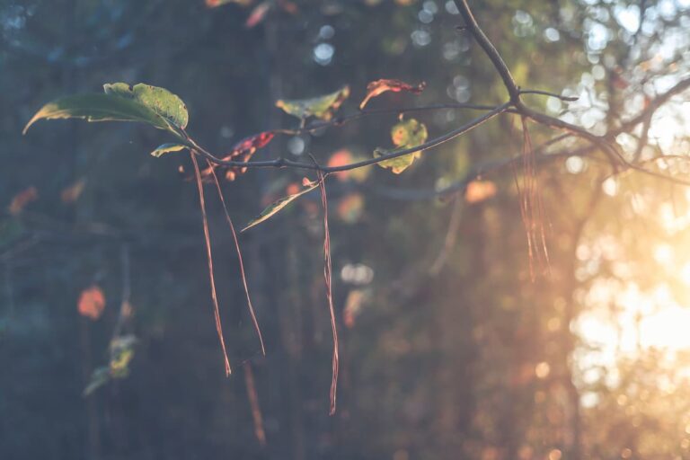 Image of the sun setting through the leaves of trees near my first solo camping campsite.