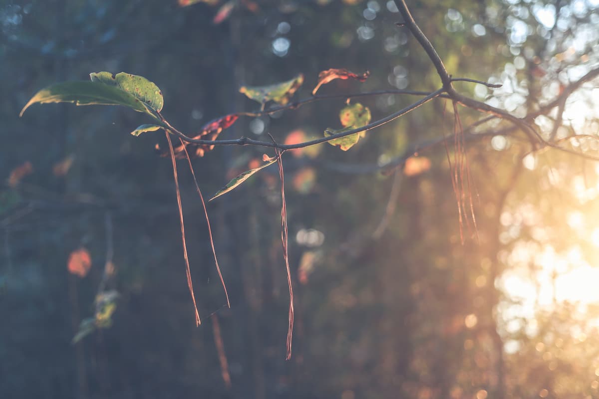 Image of the sun setting through the leaves of trees near my first solo camping campsite.