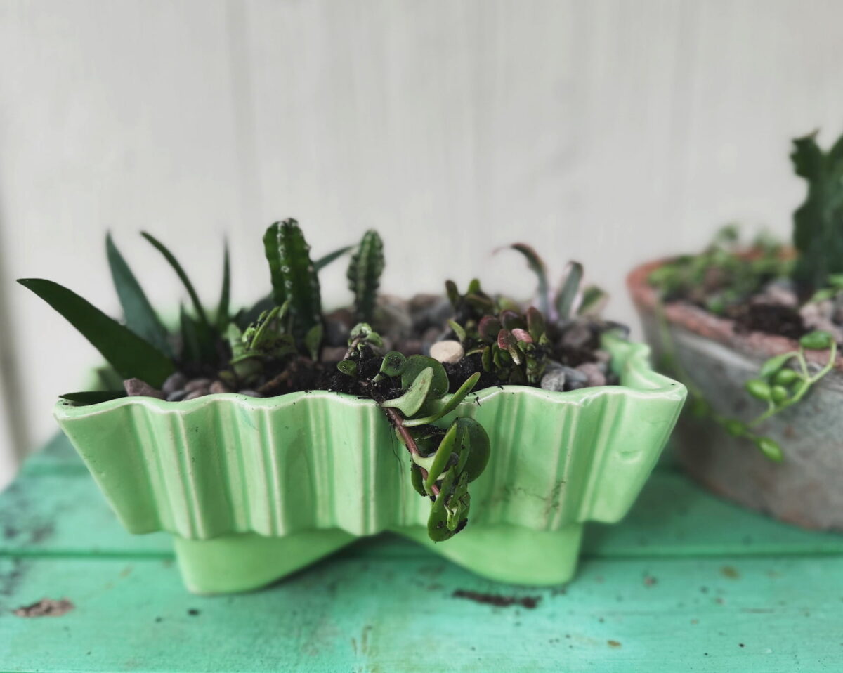 Image of an UPCO bright green planter filled with cactus, aloe and sedum.