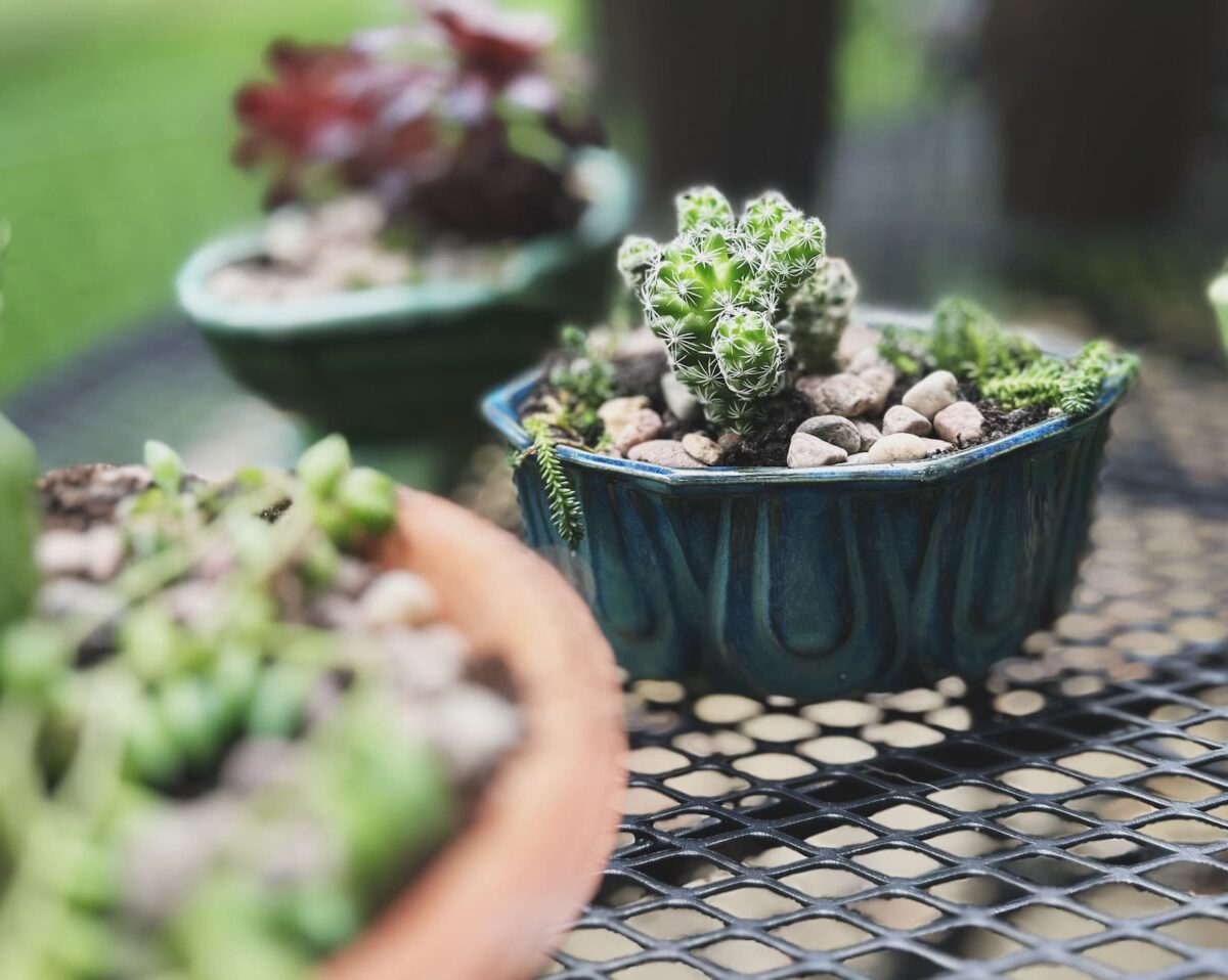 Image of a group of old planters on my patio table fresh from being potted.