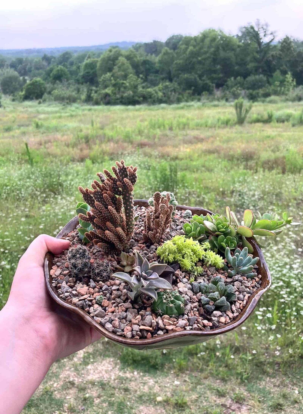 Image of a ceramic pie pan I gave my daughter and she promptly filled with plants.