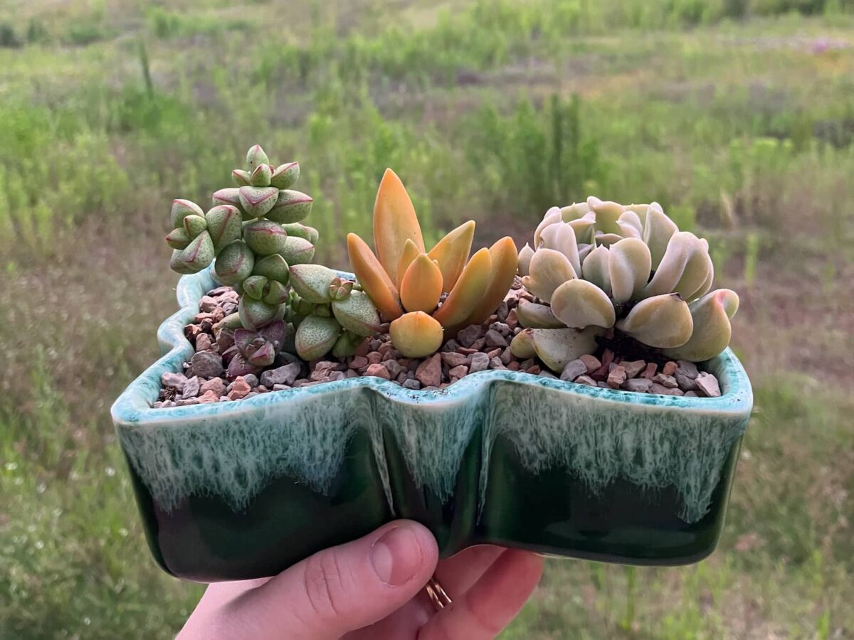 Image of a butterfly shaped green drip glaze UPCO planter my daughter filled with colorful succulents.