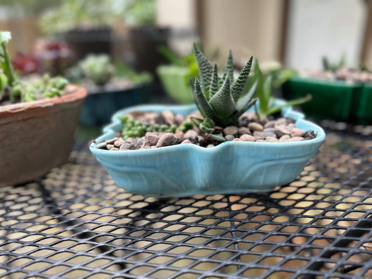 Image of a butterfly shaped vintage planter in baby blue.