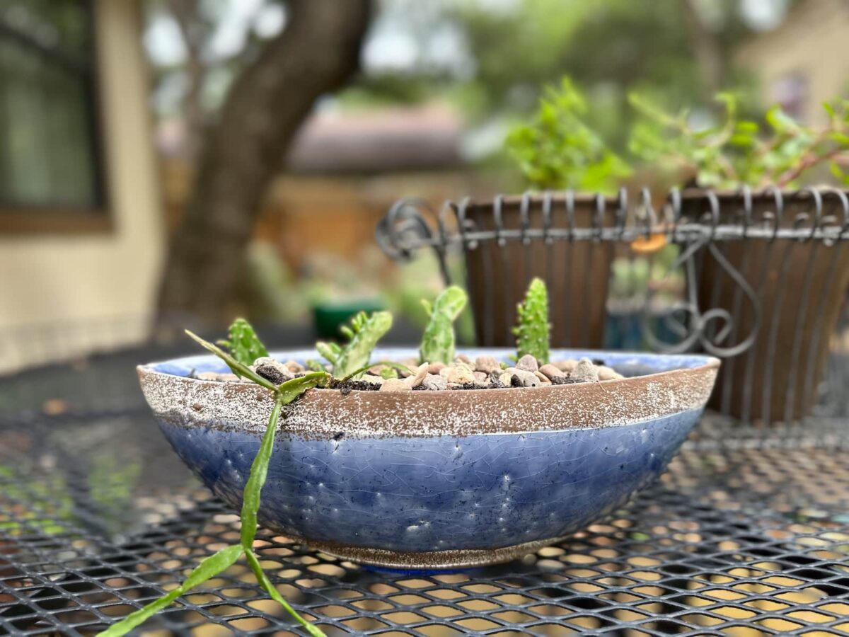 Image of an oblong thrifted planter filled with a row of cacti.