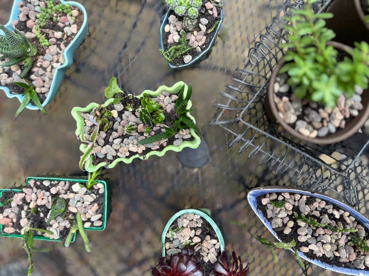 Image of several mid century planters fulled with plants and a layer of rock on the patio table.