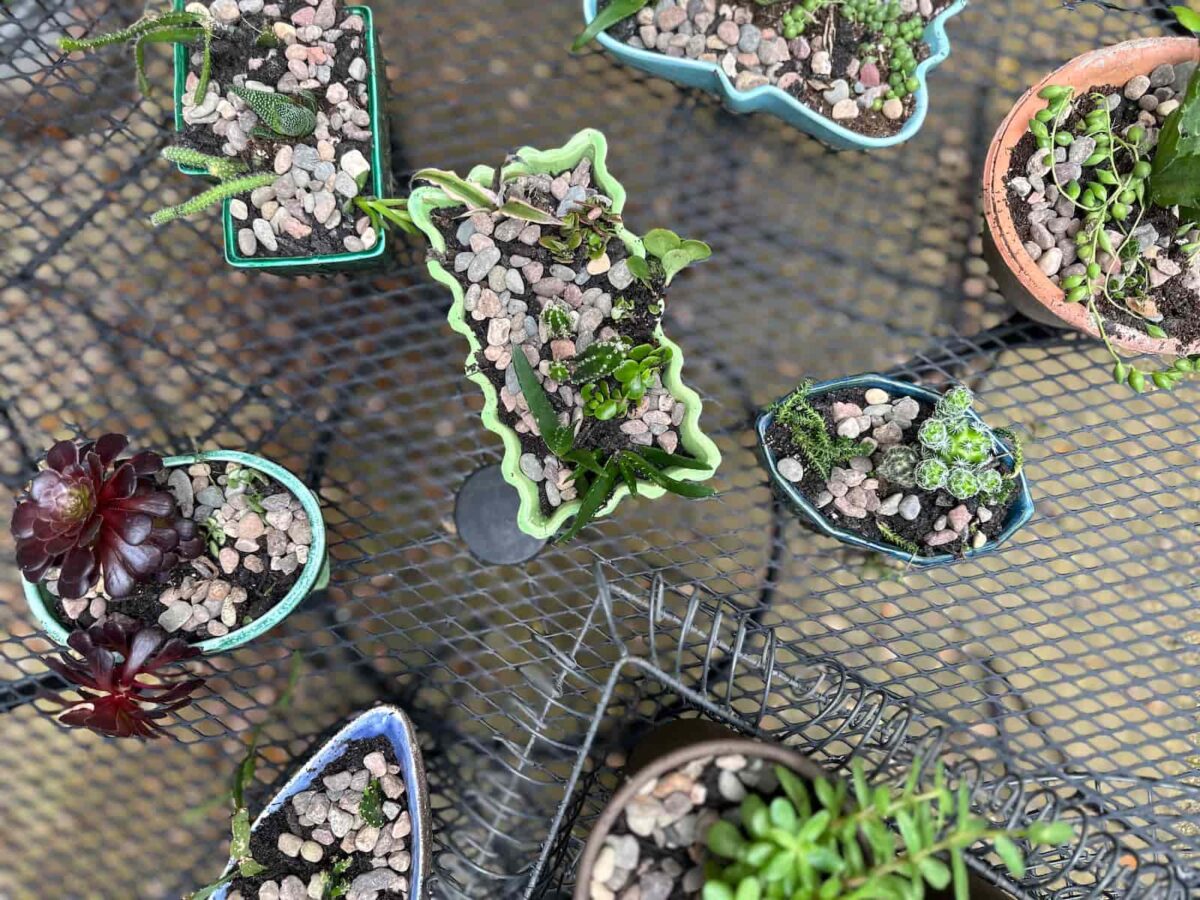 Image of all of my planters, newly filled and lined up on my patio as I decide where to put them. 