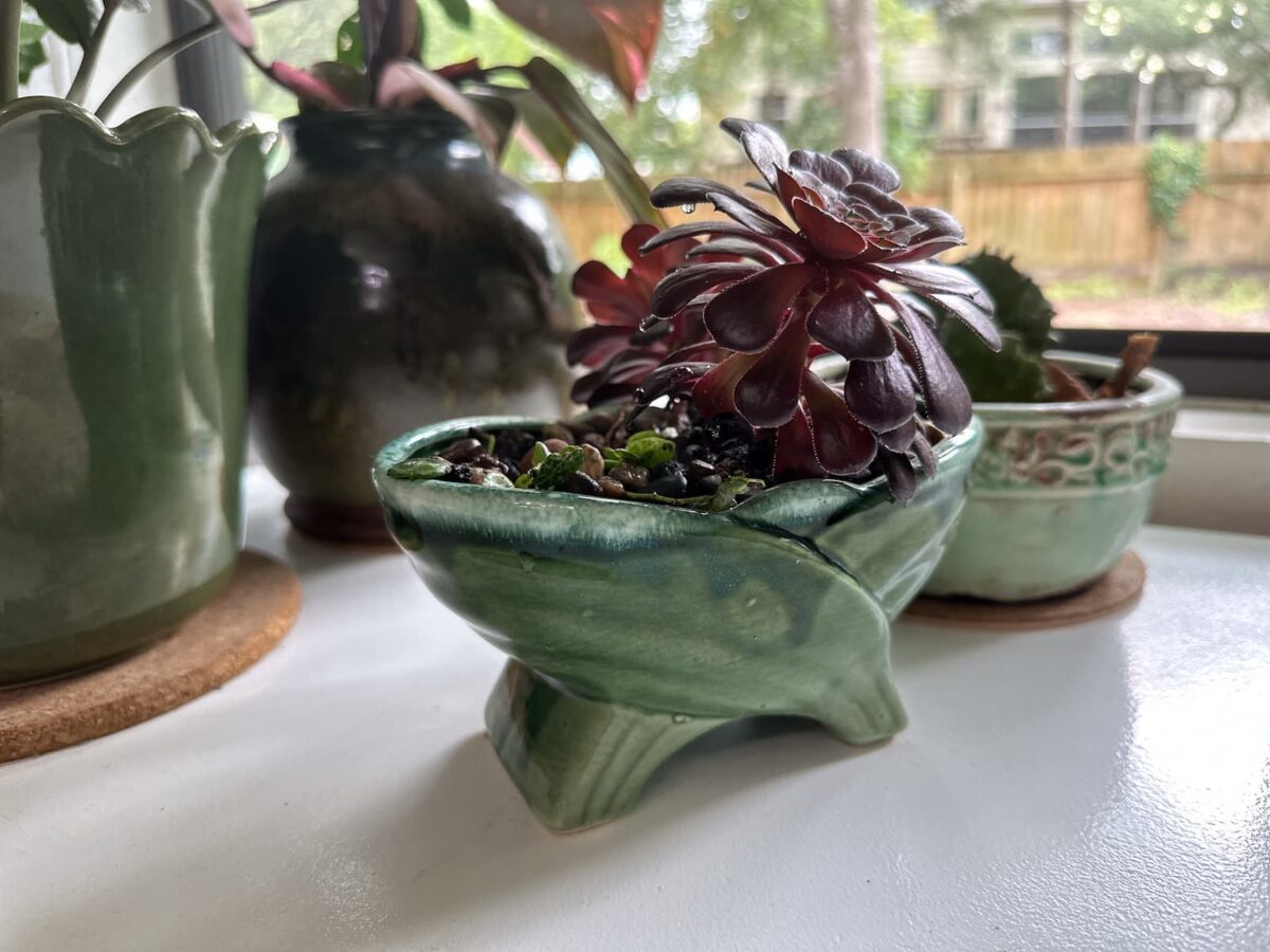 Image of a burgundy succulent growing from a tiny art deco planter.