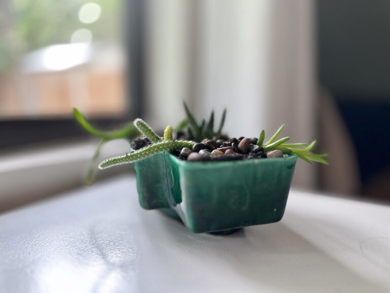 Image of a geometric UPCO planter filled with long, trailing cacti.