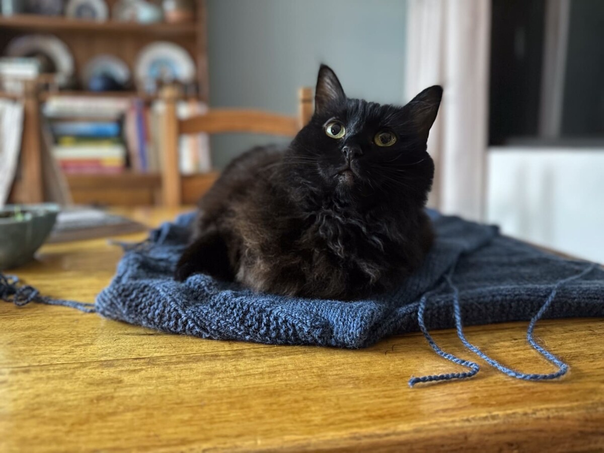 Hazel thinks she is helping as she weighs down a blocking sweater.