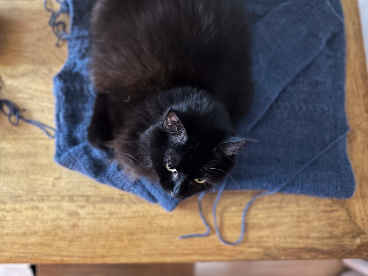 Hazel stares up at me innocently as she lays on a blocking sweater.