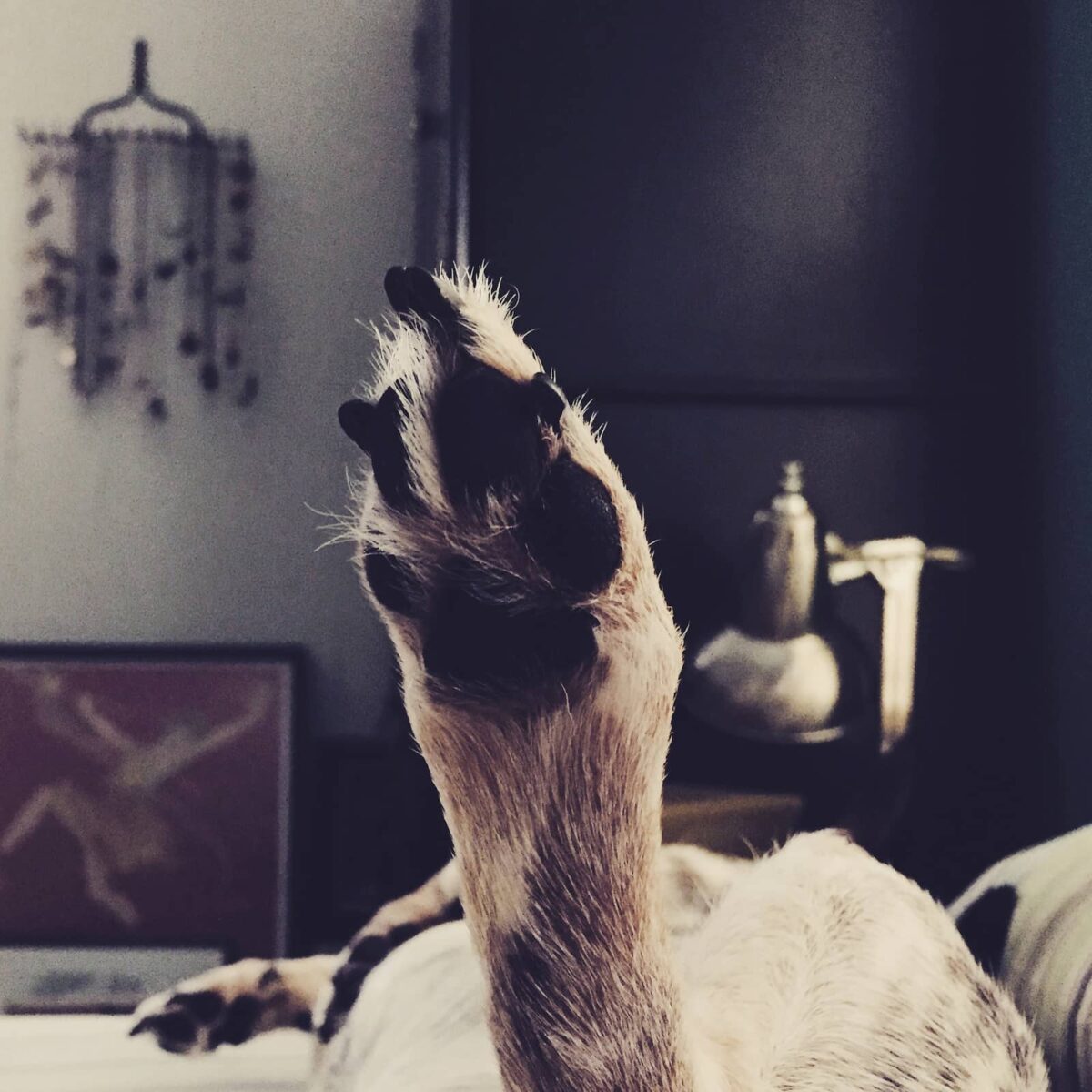 Image of a Aussie cow dogs foot sticking up in the air as he naps.