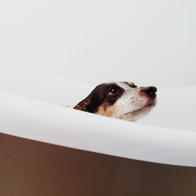 Image of our dog Spot peeking over the side of a bath tub at bathtime.