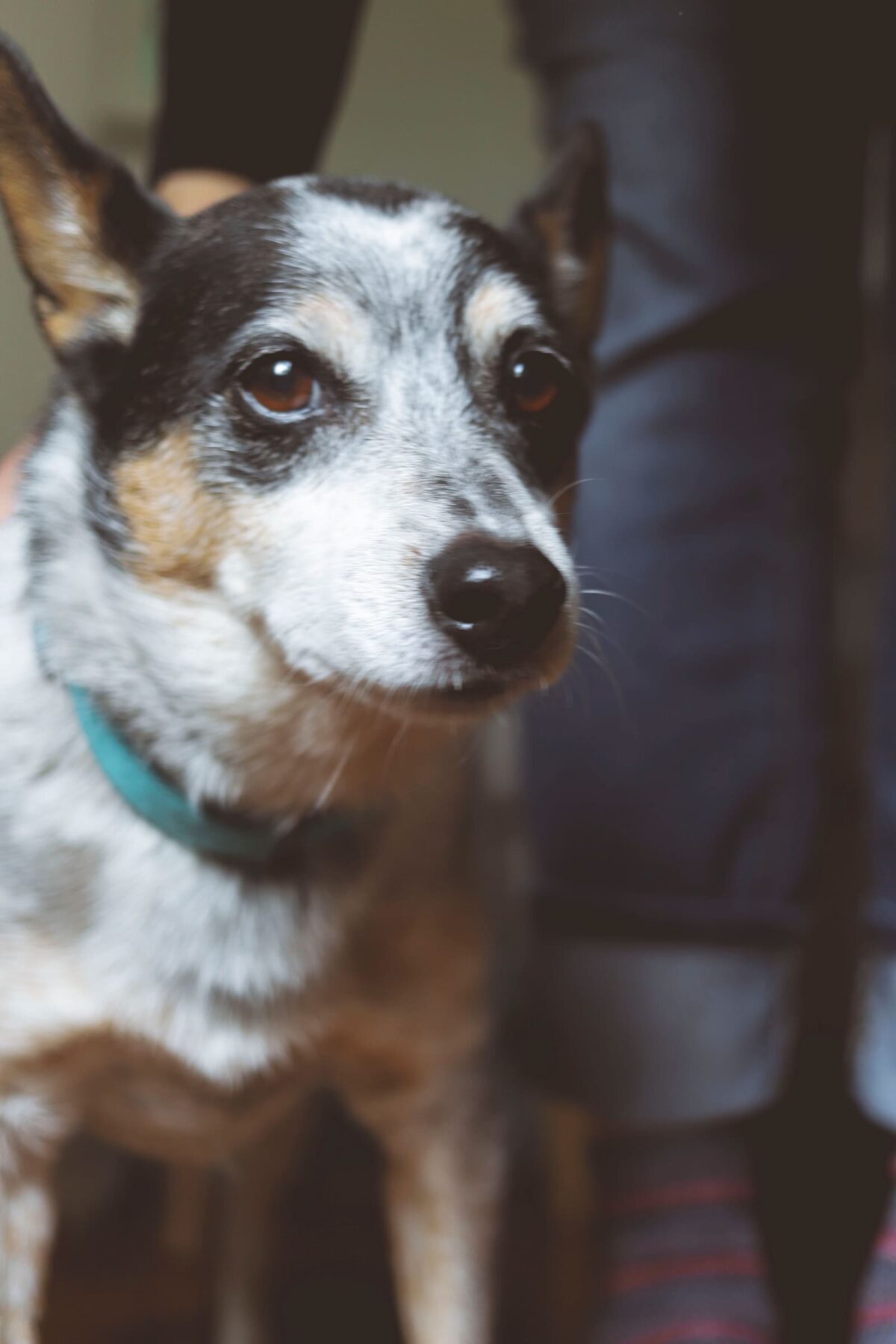 Image of Spot staring into the camera.